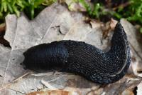 Limax cinereoniger