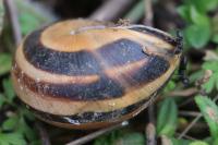 Cepaea nemoralis