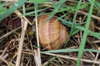 Helix pomatia