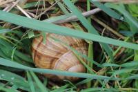Helix pomatia
