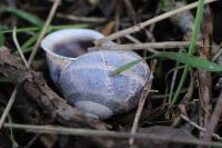 Cornu aspersum