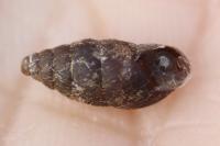 Merdigera obscura