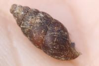 Merdigera obscura