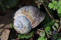 Helix pomatia