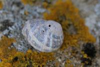 Cornu aspersum