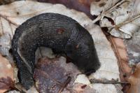 Limax cinereoniger