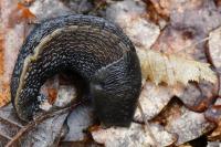 Limax cinereoniger