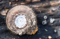 Helicodonta obvoluta