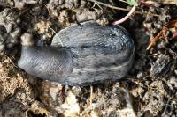 Limax cinereoniger