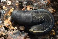 Limax cinereoniger