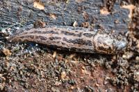 Limax maximus