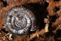 Helicodonta obvoluta