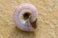 Cernuella aginnica