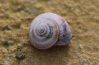 Cernuella aginnica