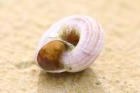 Cernuella aginnica
