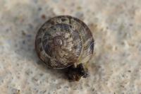 Xeroplexa intersecta