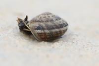 Xeroplexa intersecta