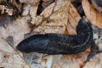 Limax cinereoniger