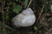 Helix pomatia