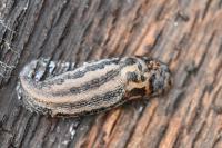 Lehmannia marginata