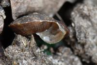 Helicigona lapicida