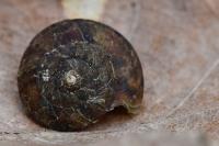 Helicigona lapicida