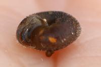 Helicodonta obvoluta