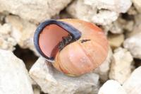 Cepaea nemoralis