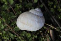 Helix pomatia
