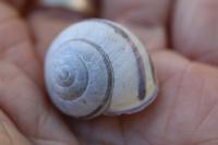 Cepaea nemoralis