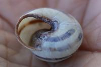Cepaea nemoralis