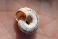 Cernuella aginnica