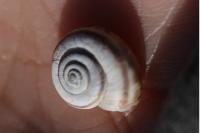 Cernuella aginnica