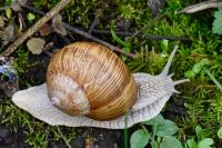 Helix pomatia