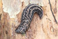 Limax maximus