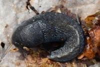 Limax cinereoniger