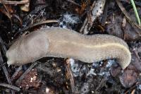 Limax cinereoniger