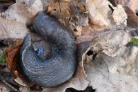 Limax cinereoniger