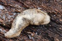 Lehmannia marginata