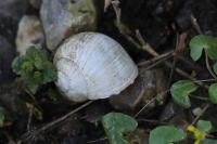 Helix pomatia