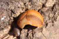 Arion subfuscus