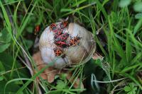 Helix pomatia
