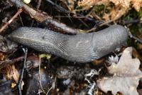 Limax cinereoniger