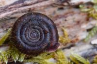 Helicodonta obvoluta