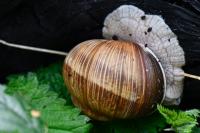 Helix pomatia