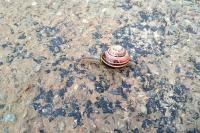 Cepaea nemoralis