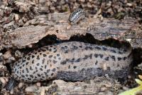 Limax maximus