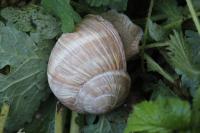 Helix pomatia