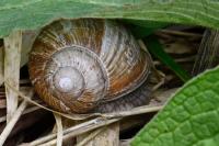 Helix pomatia