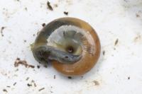 Oxychilus cellarius